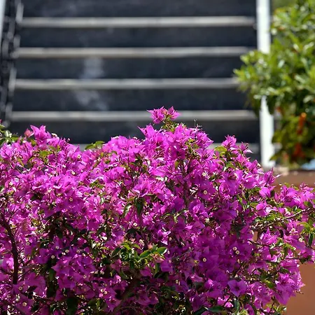 Appartement Theocharis *